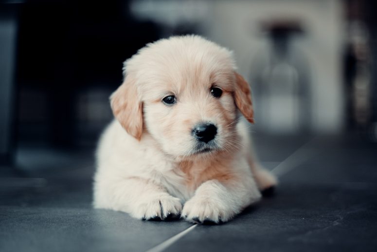 Vetosan Osijek - veterinarska ambulanta za kućne ljubimce, štenećak