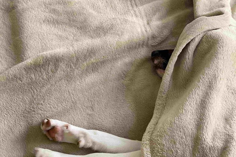 Vetosan Osijek - veterinarska ambulanta za kućne ljubimce, tumor