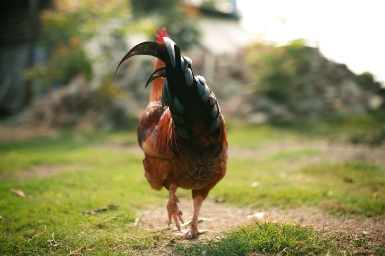 Vetosan Osijek - veterinarska ambulanta za kućne ljubimce,
