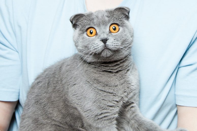 Vetosan Osijek - veterinarska ambulanta za kućne ljubimce, bolest kože