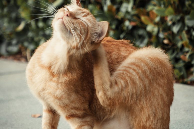 Vetosan Osijek - veterinarska ambulanta za kućne ljubimce, buhe