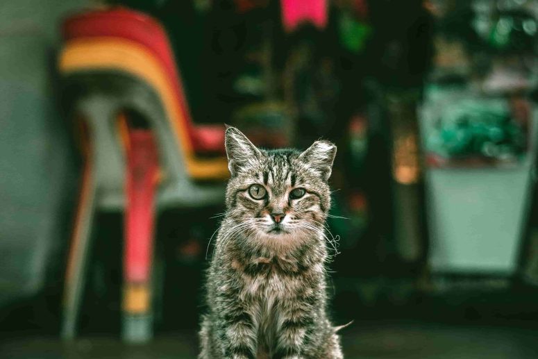 Vetosan Osijek - veterinarska ambulanta za kućne ljubimce, mokraćni kamenac