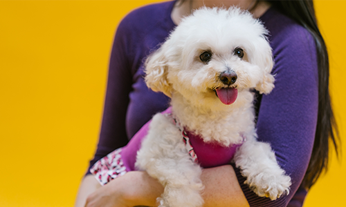 OZNAČAVANJE ŽIVOTINJA