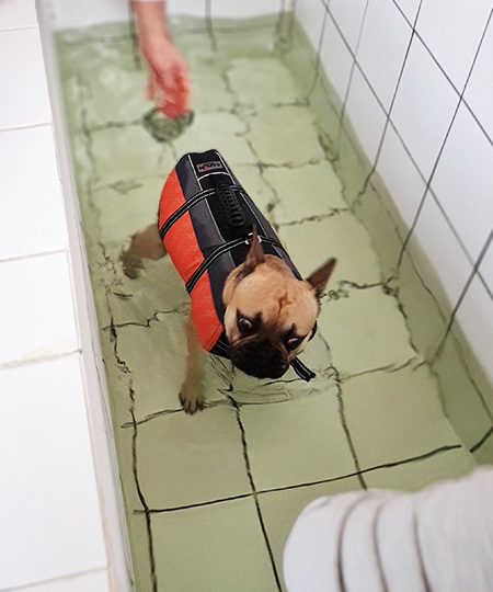 Vetosan - veterinarska ambulanta Osijek, liječenje kućnih ljubimaca 11
