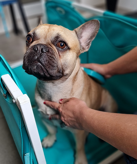 Vetosan - veterinarska ambulanta Osijek, liječenje kućnih ljubimaca 11