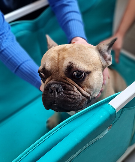 Vetosan - veterinarska ambulanta Osijek, liječenje kućnih ljubimaca 11