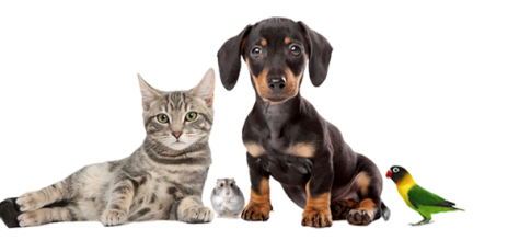 Vetosan - liječenje kućnih ljubimaca Osijek - životinje - horizontalno